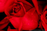 DSC00470