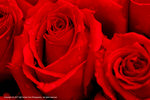 DSC00476