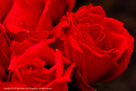 DSC00479