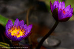DSC00500