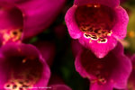 DSC00519