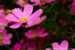 DSC00544