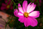 DSC00550