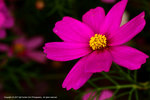 DSC00552