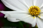 DSC00557
