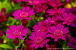 DSC00591