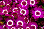 DSC00593