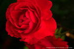 DSC00604