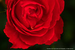 DSC00605