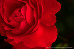 DSC00606