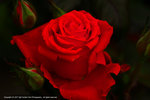 DSC00608