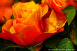 DSC00611