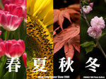 FlowerShow09_logo