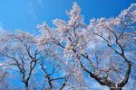 DSC00988