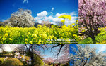 Cover_Fukuoka_Sakura_2013