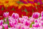 DSC08452