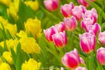 DSC08486