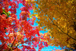 DSC00965