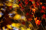 DSC00986
