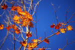 DSC01009
