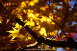 DSC01018