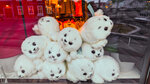 IMG_20250225_073248