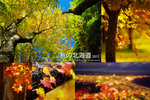 Cover_Hokkaido_Maple_2012