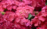 DSC_1925