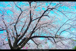 DSC05306