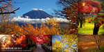 Cover_Tokyo_Maple_2015