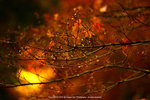 DSC00339