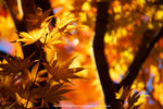 DSC01019