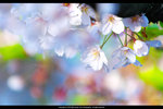 DSC04419