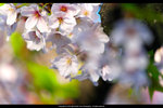 DSC04437