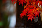 DSC00246