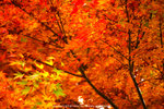 DSC00316