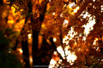 DSC00334