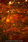 DSC00341