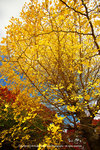 DSC00536