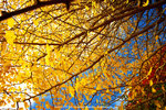 DSC00539