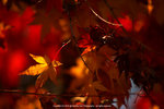 DSC00595