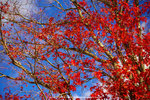 DSC00604