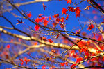 DSC00618