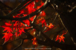 DSC00709
