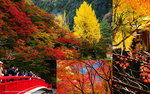 Cover_Korankei