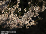 P3268886