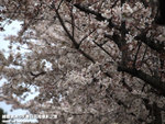 P3289608