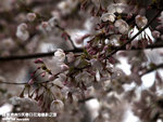 P3289650