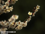 P3300293