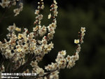 P3300294